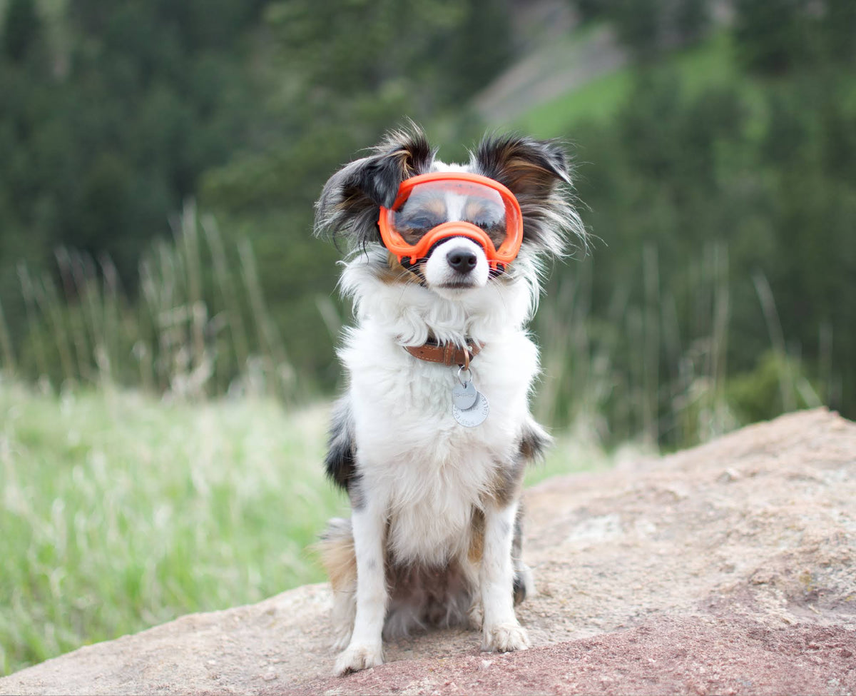 Black Goggle with 1 Clear & 1 Smoke Lens Z82195