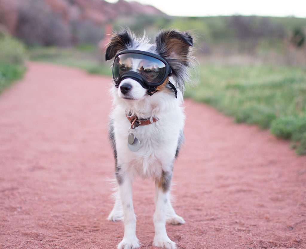 Black Goggle with 1 Clear & 1 Smoke Lens Z82195