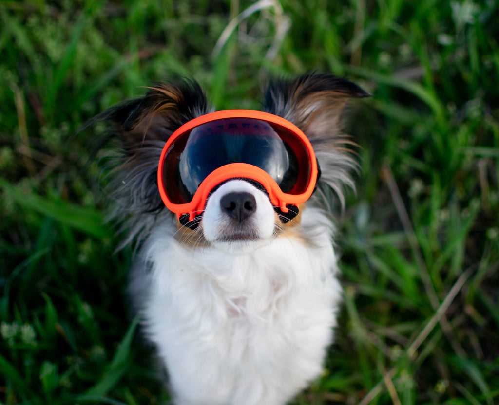 Black Goggle with 1 Clear & 1 Smoke Lens Z82195