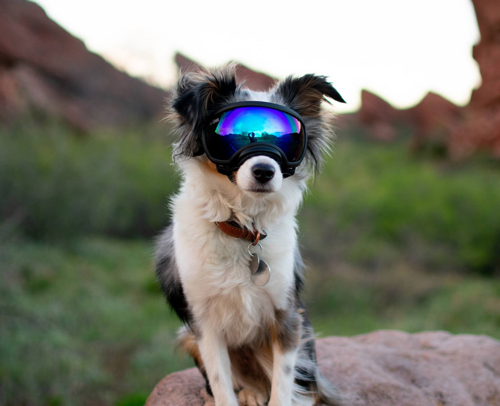 Black Goggle with 1 Clear & 1 Smoke Lens Z82195