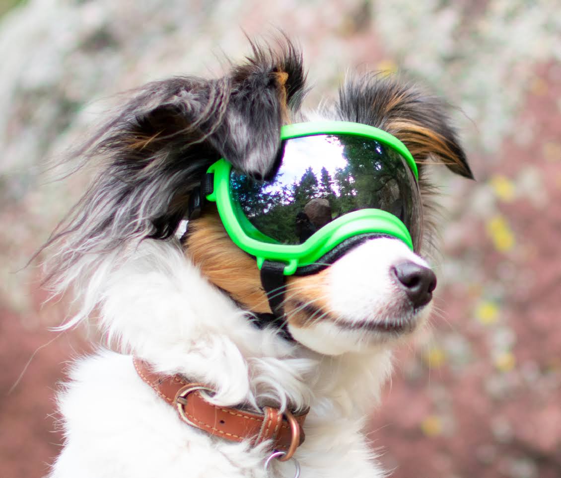 Black Goggle with 1 Clear & 1 Smoke Lens Z82195