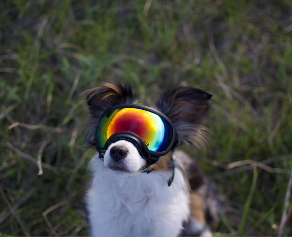 Black Goggle with 1 Clear & 1 Smoke Lens Z82195